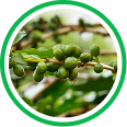 Green Coffee Bean Extract (Chlorogenic Acid)