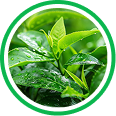 Green Tea Extract (EGCG)